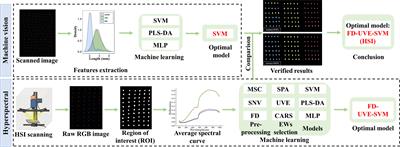 Hyperspectral imaging with machine learning for non-destructive classification of Astragalus membranaceus var. mongholicus, Astragalus membranaceus, and similar seeds